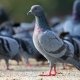 pigeon case study
