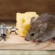 Mouse On a Trap